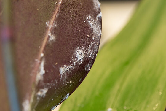 Long-tailed mealybug Pseudococcus longispinus infestation