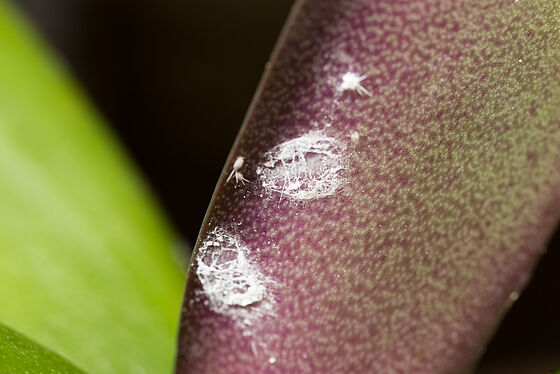 Long-tailed mealybug Pseudococcus longispinus infestation