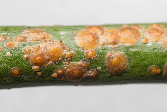 Red scale Aonidiella aurantii on stem