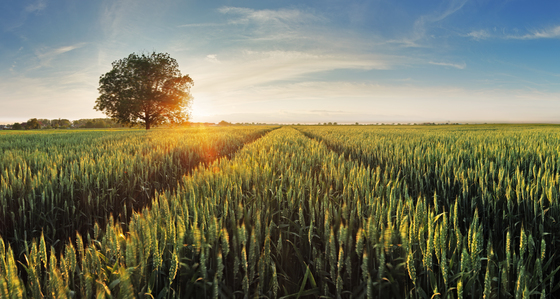 Wheat_crop.jpg